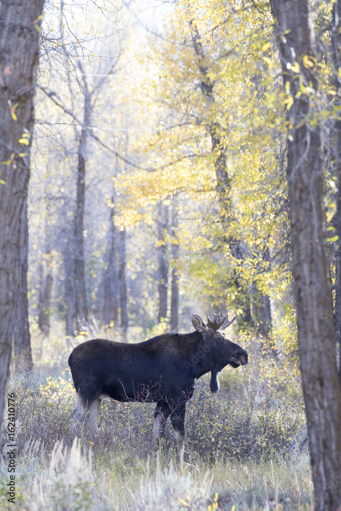 Fototapeta premium BULL MOOSE IN AUTUMN COLORS STOCK IMAGE