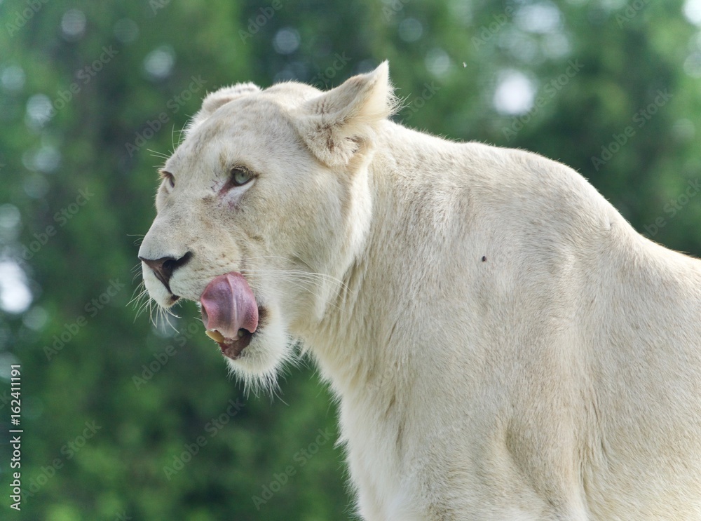Fototapeta premium Postcard with a scary white lion screaming