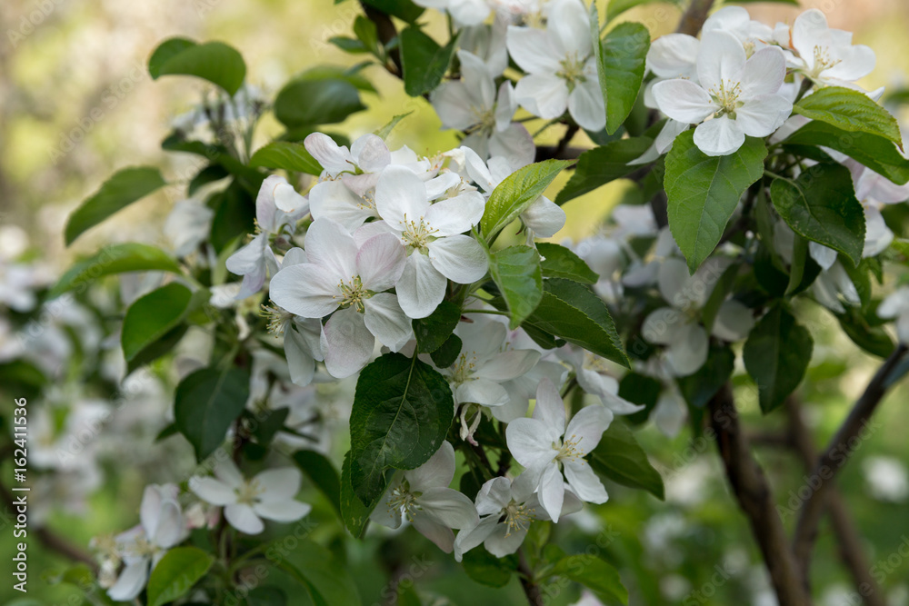 Fototapeta premium Apple Tree, North Khorasan, Iran