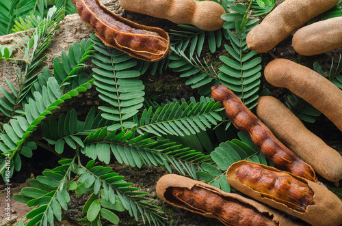 Top view of tamarind with green leaves. Tropical style.