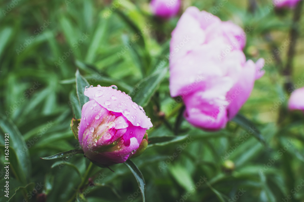 colorful peony flower close up and rain drops, rain falling on peony flower. colorful peony flower close up and rain drops, rain falling on peony flower.