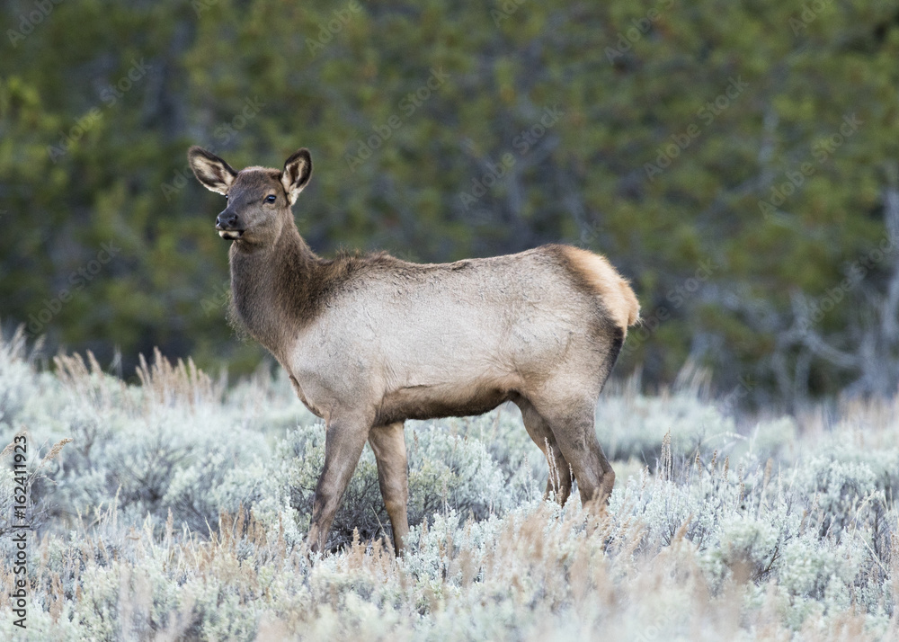 BULL ELK DURING RUT IN SAGEBRUSH STOCK IMAGE BULL ELK DURING RUT IN SAGEBRUSH STOCK IMAGE