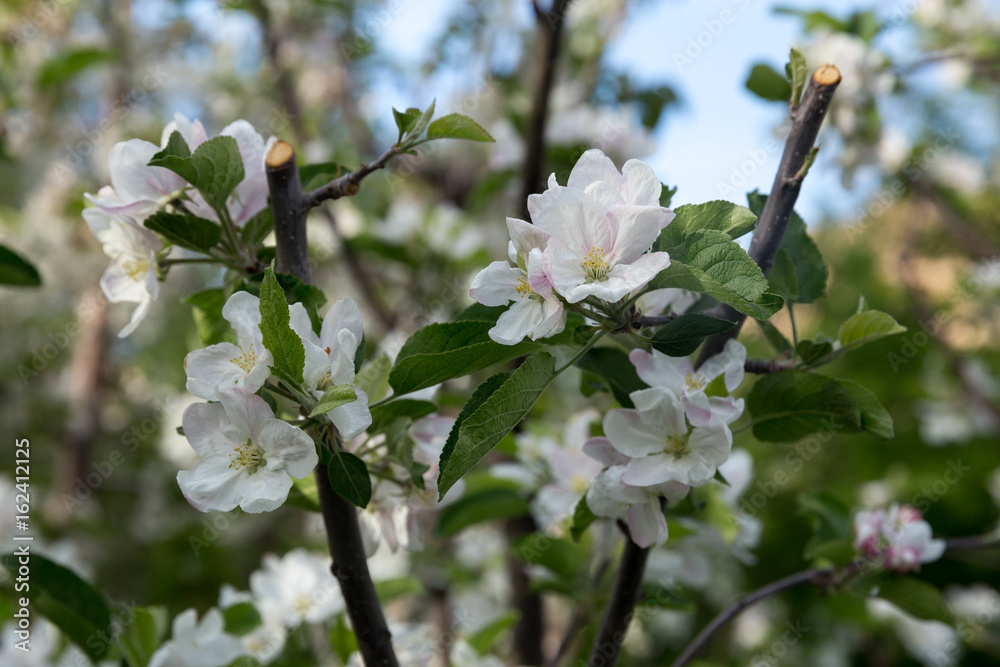 Fototapeta premium Apple Tree, North Khorasan, Iran