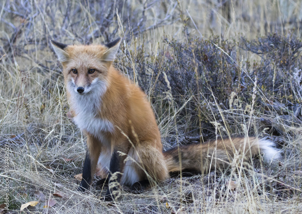 Fototapeta premium RED FOX IN SHRUBS STOCK IMAGE