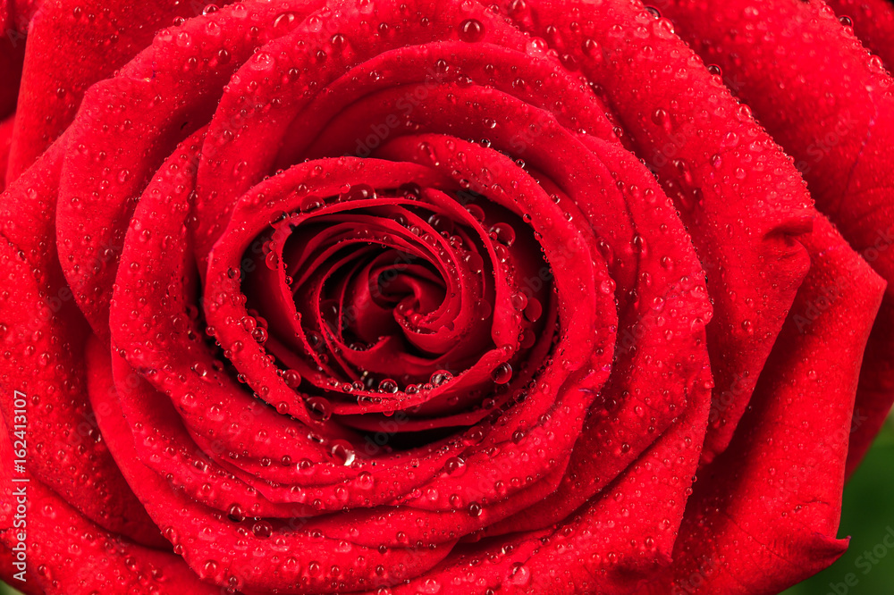 red rose red rose