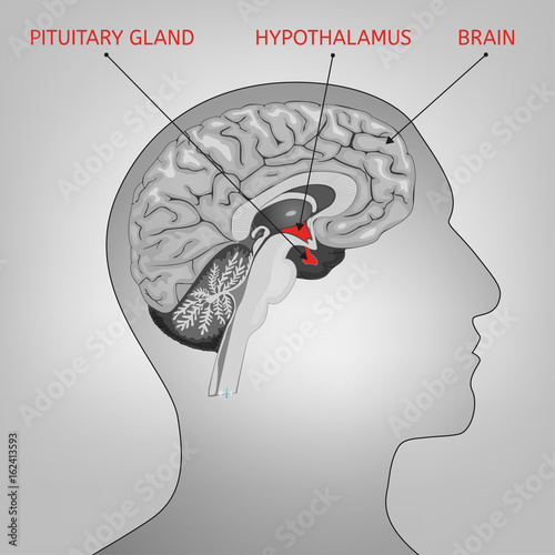 Endocrine System Image