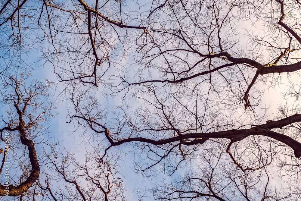 Tree branches against cloudy sky Tree branches against cloudy sky