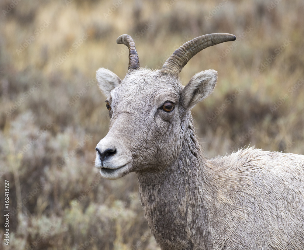 BIGHORN SHEEP IN MEADOW STOCK IMAGE BIGHORN SHEEP IN MEADOW STOCK IMAGE