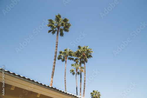 Fototapeta Naklejka Na Ścianę i Meble -  Catalina palm trees