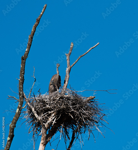 Great Blue Heron Colony photo