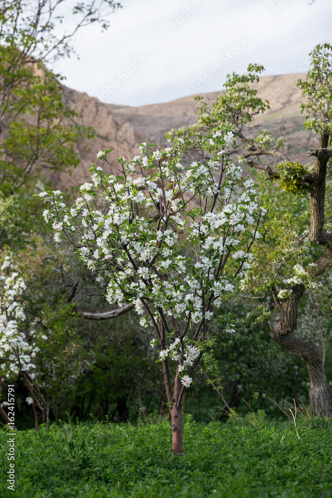 Obraz premium Apple Tree, North Khorasan, Iran