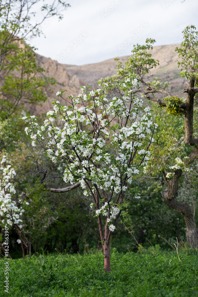 Fototapeta premium Apple Tree, North Khorasan, Iran