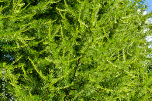 Green pine branches close-up