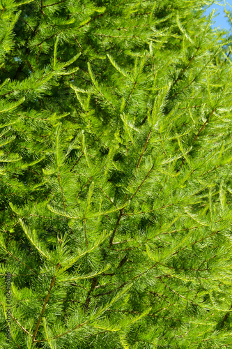 Green pine branches close-up