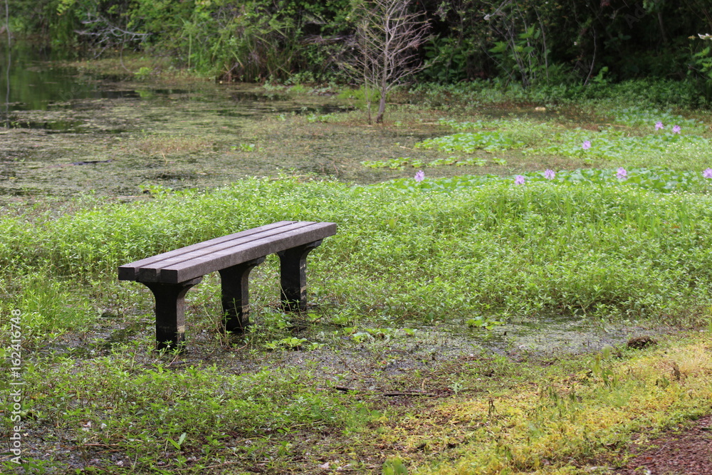 Bench in the Swamp