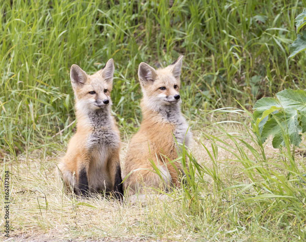 RED FOX KITS ON GREEN GRASS STOCK IMAGE RED FOX KITS ON GREEN GRASS STOCK IMAGE
