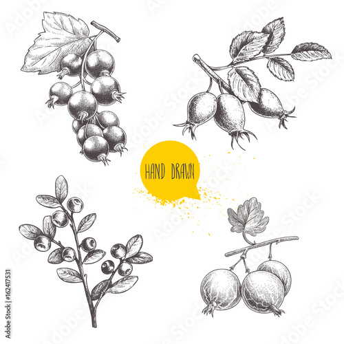 Hand drawn sketch style berry branches set. Blueberry branch, rose hip branch, black or red currant and gooseberries with sliced berry. Eco berries vector illustration isolated on white background.