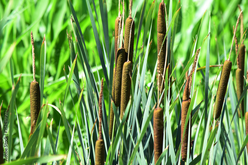 Foto Typha latifolia stiancia broadleaf cattail bulrush great reedmace pałka szerokol