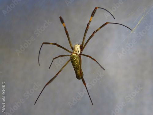 dotted spider photo