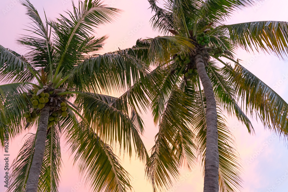 Fototapeta premium Kuba Palmen