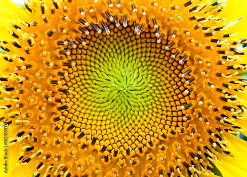 Close up sunflower center pattern