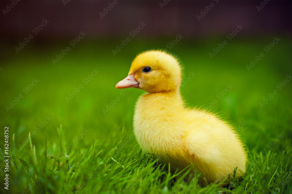 Duckling in the grass