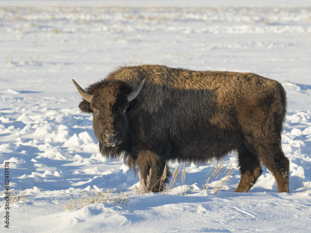 BISON IN DEEP SNOW STOCK IMAGE BISON IN DEEP SNOW STOCK IMAGE