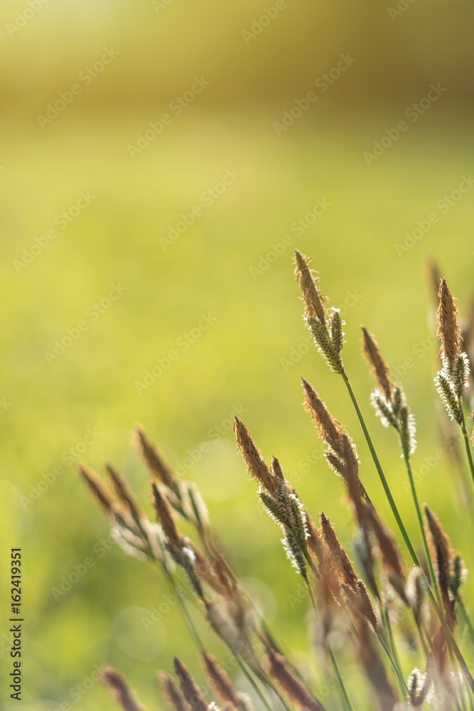Spring background with beautiful yellow flowers. Spring background with beautiful yellow flowers.