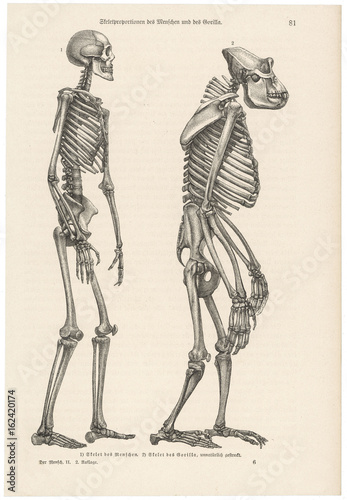 Two skeletons  human and gorilla. Date: late 19th century