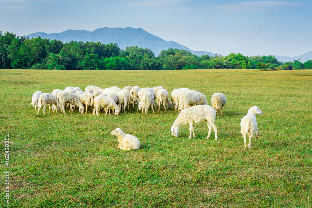 The sheep herd in valley