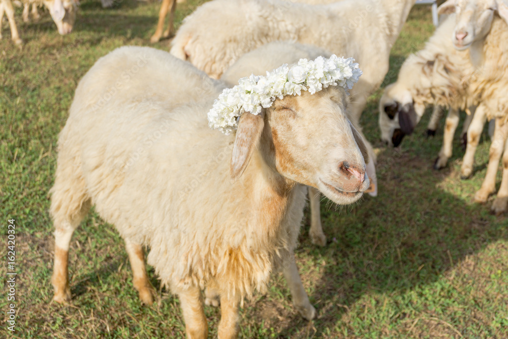 Naklejka premium The sheep herd in field