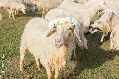 Fototapeta Naklejka Na Ścianę i Meble -  The sheep herd in the field