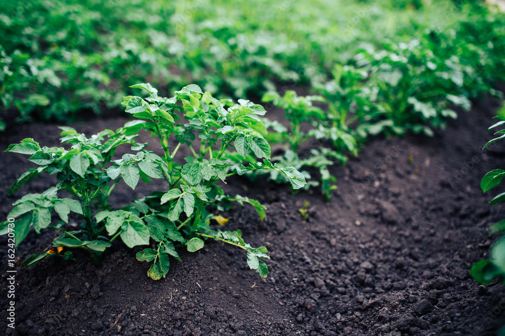 Vegetable garden potato plantations on the ground, concept eco farm, peasants.