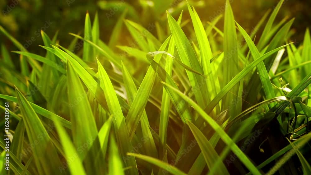 Pandanus leaf or screw pine leaf in the evening sun Pandanus leaf or screw pine leaf in the evening sun