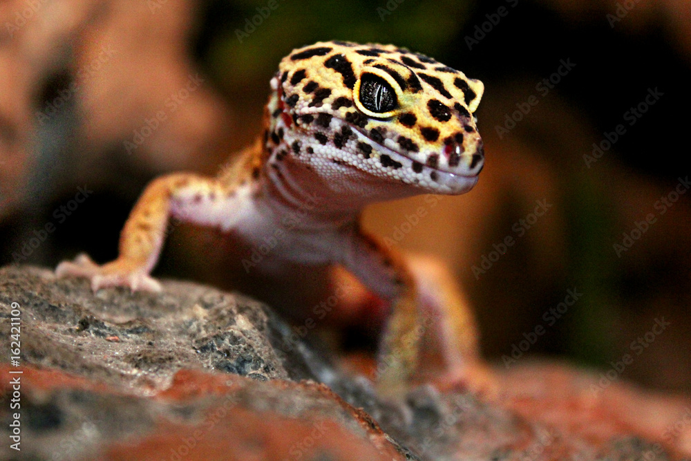 Naklejka premium Leopardgecko