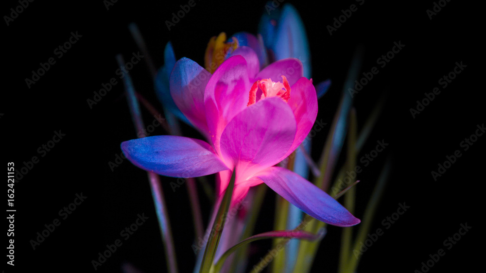 Fototapeta premium smal fairy flower on black background