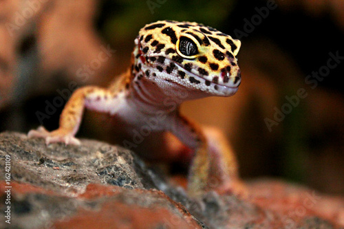 Leopardgecko