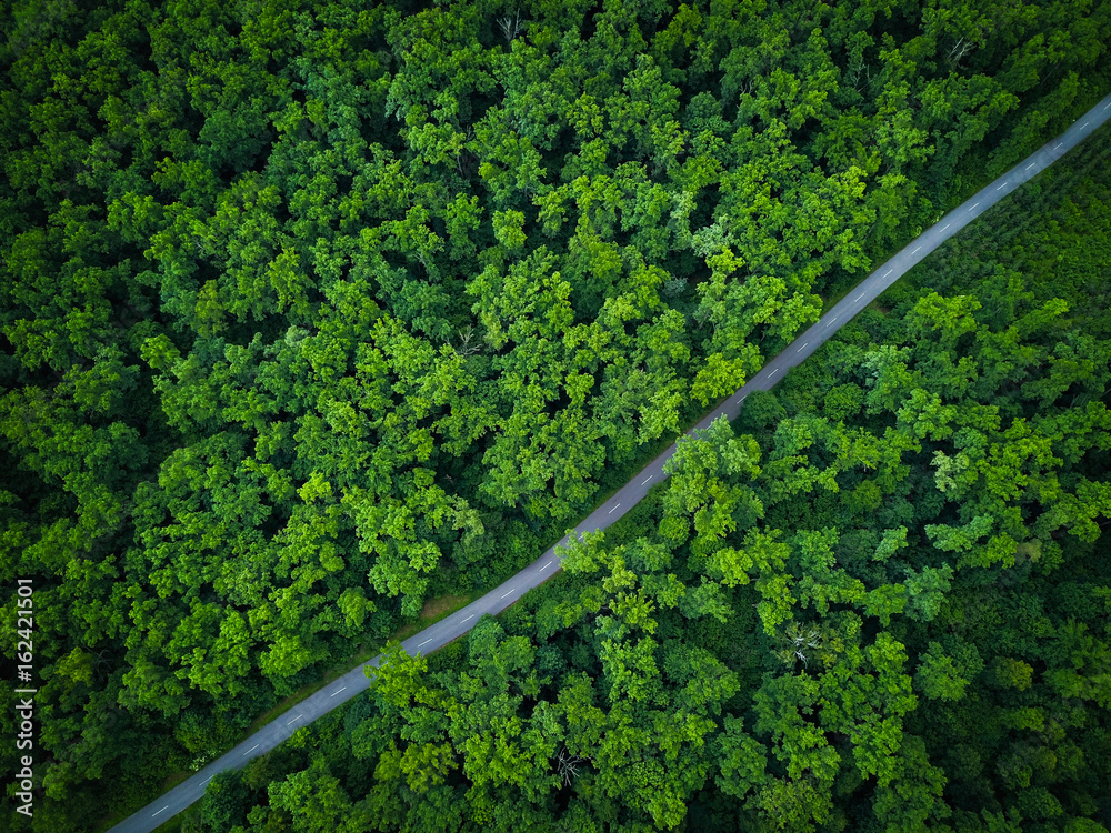 Road through the forest, view from height - aerial photo