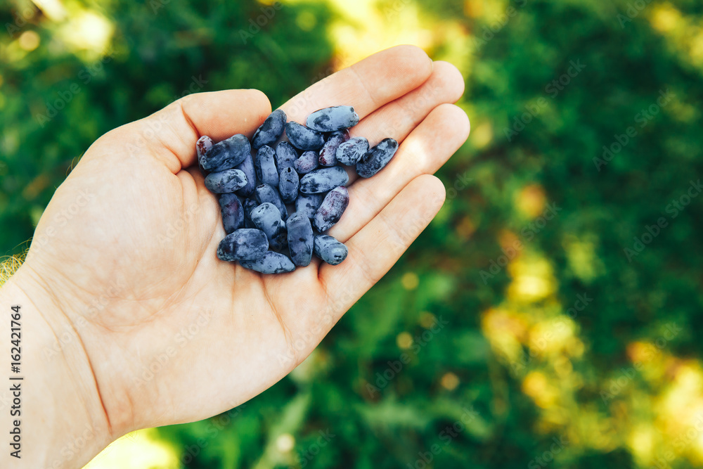 Berry honeysuckle blue ripe in the hand of a man in the bright rays of the sun. The concept is useful bio vitamins on the eco-farm grown in the village. Berry honeysuckle blue ripe in the hand of a man in the bright rays of the sun. The concept is useful bio vitamins on the eco-farm grown in the village.