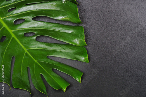 Green leaf Monstera on black background, Tropical plant, Copy space.