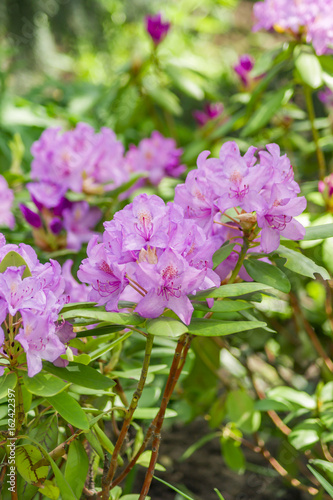 Violet Rhododendron. Evergreen shrub.