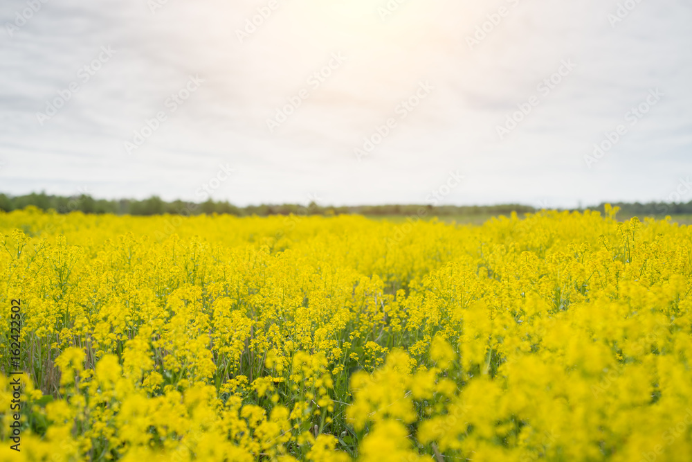 Spring background with beautiful yellow flowers. Spring background with beautiful yellow flowers.
