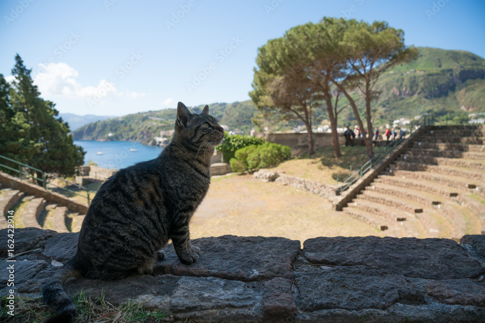 Obraz premium Local tabby cat enjoys the afternoon in the amphitheatre of the archaeological park of Lipari, Italy