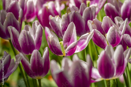 Field of purple tulips background