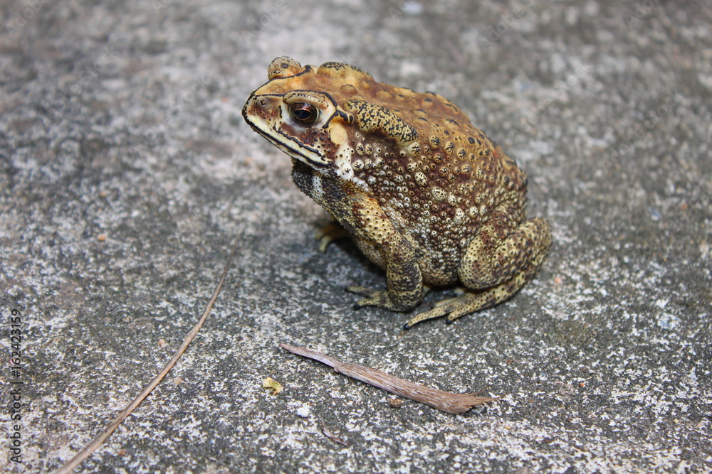 Obraz premium Large tropical toad on a concrete road