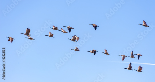 Canadian Geese in Flight. Migrating Canada Geese live in a great many habitats near water, grassy fields, and grain fields. They often fly in a "V" formation for aerodynamic optimization.