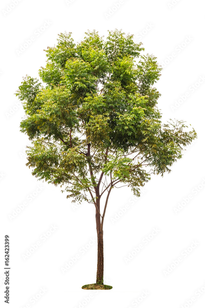 big green trees isolated on white background big green trees isolated on white background