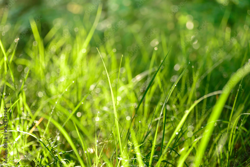 water drops on green grass water drops on green grass