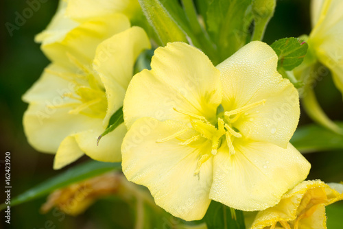 yellow primrose flower