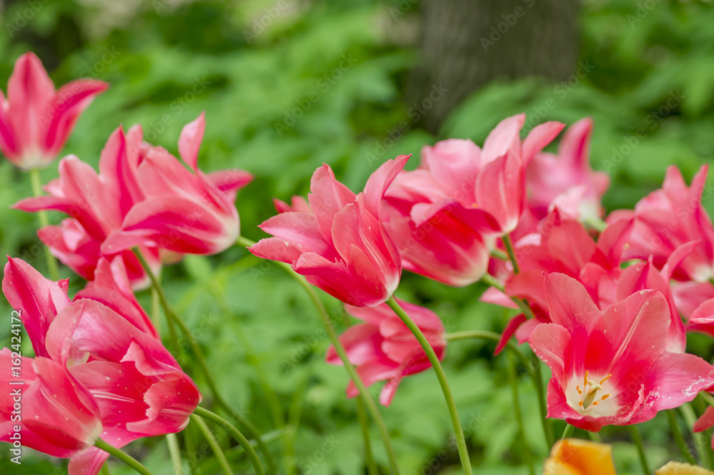 pink tulips field in park